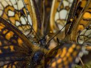 II miejsce w kategorii Inne zwierzęta – Leszek Wygachiewicz: Wyżerka