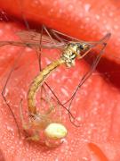 III miejsce w kategorii Inne zwierzęta – Leszek Wygachiewicz: Śniadanie pająka