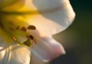 Wyróżnienie w kategorii Inne zwierzęta – Jolanta Dziubińska: Kolacja w lilii