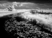 Zestawy – III miejsce Tomasz Młynarczyk – Świat w podczerwieni