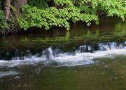 Janusz Iwaszek Szumy