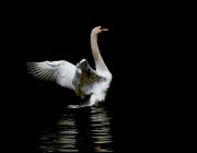 Ptaki (PT) – wyróżnienie – Tomasz Dziubiński: Power and beauty