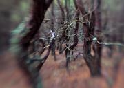 Zestawy (ZE) – III miejsce – Bogdan Brydak: Czołpiński las