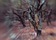 Zestawy (ZE) – III miejsce – Bogdan Brydak: Czołpiński las